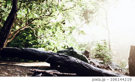 green forest and huts in a misty morning of Malaysia 106144219