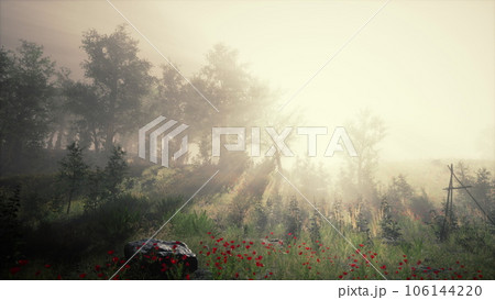 Sun beams pour through trees in foggy forest Sun beams pour through trees in foggy forest 106144220