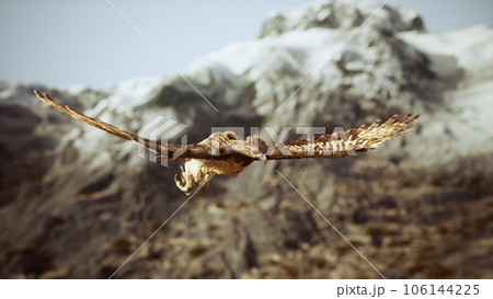 extreme slow motion shot of eagle 106144225