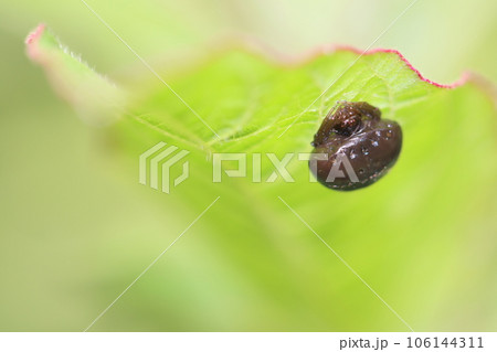 クモには見えないクロオビトリノフンダマシ 106144311
