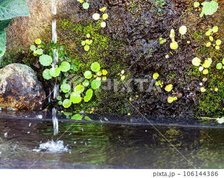 背景素材 夏の清涼な景色 水鉢に波紋を作る清涼な水滴 背景素材 夏の清涼な景色 水鉢に波紋を作る清涼な水滴 106144386