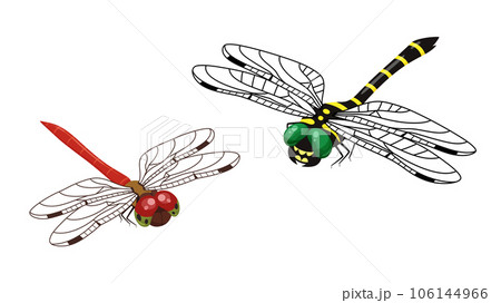 アキアカネとオニヤンマのイラスト 106144966