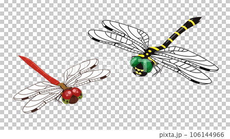 アキアカネとオニヤンマのイラスト 106144966