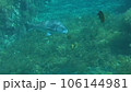 イシダイの幼魚とクロダイ 106144981