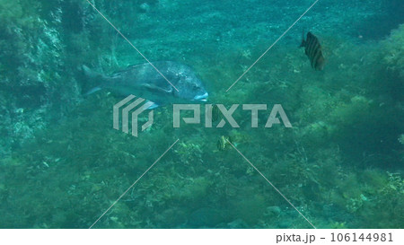 イシダイの幼魚とクロダイ イシダイの幼魚とクロダイ 106144981