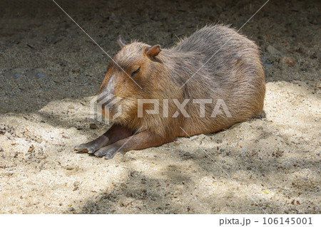 The Capybara giant rat is cute animal in garden 106145001
