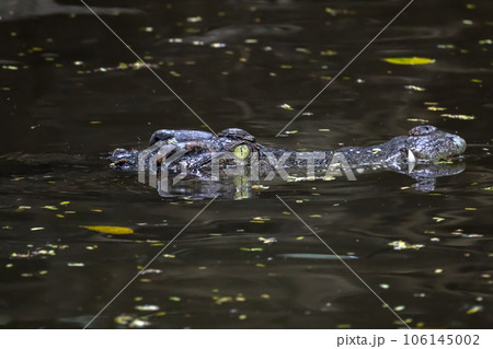 Close up head crocodile is show head in river 106145002