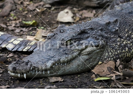 The thai crocodile rest on the garden 106145003