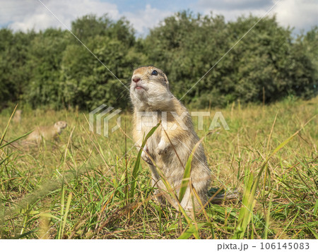 A prairie dog is standing on its hind legs in a grassy field and looking at a camera 106145083