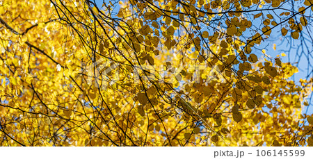 Sunlit yellow fall birch leaves against blue sky. Autumn banner. Soft focus. 106145599
