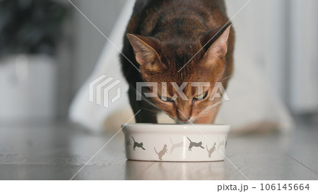Red Abyssinian cat go out from pets house for evening dinner. Kitten eating dry granules food from bowl on the floor, having good appetites. Lovely little best friends. Close up shot. Slow motion, 4K 106145664