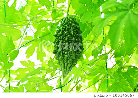 実るゴーヤ　苦瓜　健康野菜　夏野菜　 106145667