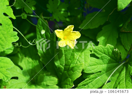 ゴーヤの花　苦瓜の花　健康野菜　夏野菜　イメージ素材　 106145673