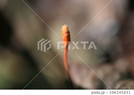 冬虫夏草 冬虫夏草 106145831