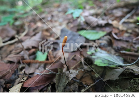 冬虫夏草 106145836