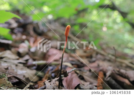 冬虫夏草 106145838