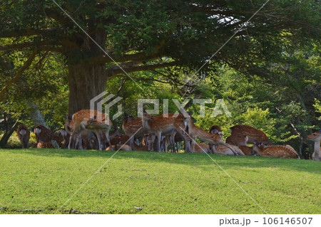 金華山の鹿の群れ　宮城 106146507