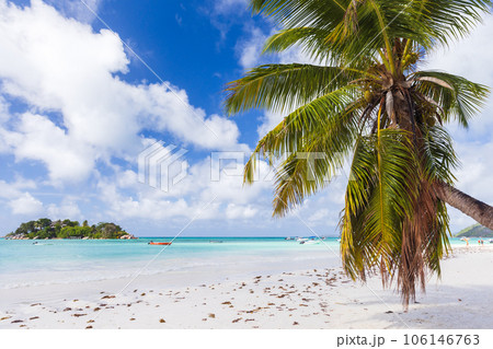 Praslin island, Seychelles. Coastal landscape with palm tree 106146763