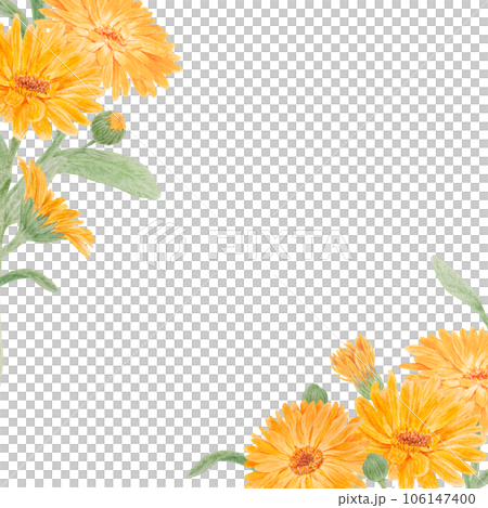 Frame of orange calendula officinalis. Watercolor hand drawn illustration. Botanical painting for labels, eco goods, textiles, natural herbal medicine, healthy tea, cosmetics and homeopatic remedies. Frame of orange calendula officinalis. Watercolor hand drawn illustration. Botanical painting for labels, eco goods, textiles, natural herbal medicine, healthy tea, cosmetics and homeopatic remedies. 106147400