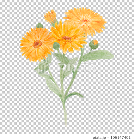 Boquet of orange calendula officinalis watercolor hand drawn illustrations. Botanical elements for labels, eco goods, textiles, natural herbal medicine, healthy tea, cosmetics and homeopatic remedies. Boquet of orange calendula officinalis watercolor hand drawn illustrations. Botanical elements for labels, eco goods, textiles, natural herbal medicine, healthy tea, cosmetics and homeopatic remedies. 106147401