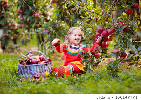 Little girl picking apple in fruit garden Little girl picking apple in fruit garden 106147771