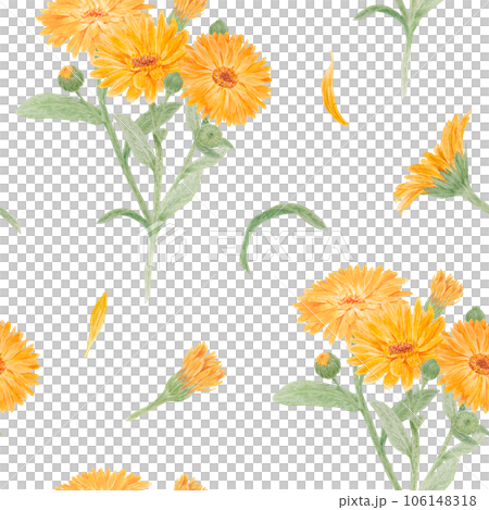 Seamless pattern of orange calendula officinalis. Watercolor hand drawn botanical illustration for labels, eco goods, textiles, natural herbal medicine, healthy tea, cosmetics and homeopatic remedies. 106148318