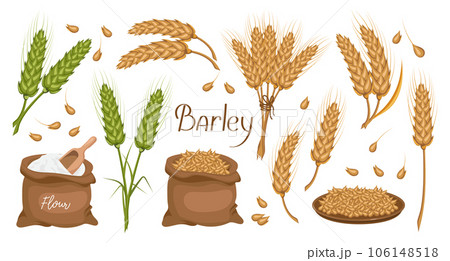 A set of grains and spikelets of barley. Barley plant, barley grains in a plate and bag. Agriculture, design elements, vector A set of grains and spikelets of barley. Barley plant, barley grains in a plate and bag. Agriculture, design elements, vector 106148518