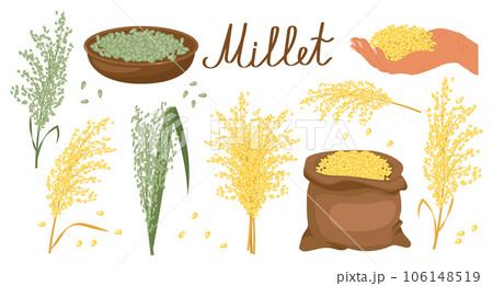 A set of grains and spikelets of millet. Millet plant, millet grains in a plate and bag. Agriculture, design elements, vector 106148519