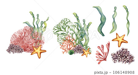 Set of sea plants, coral, starfish watercolor illustration isolated on white background. Pink agar agar seaweed, laminaria hand drawn. Design element for package, label, wrapping, marine collection 106148908