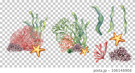 Set of sea plants, coral, starfish watercolor illustration isolated on white background. Pink agar agar seaweed, laminaria hand drawn. Design element for package, label, wrapping, marine collection 106148908