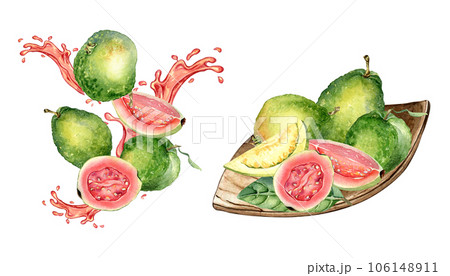 Set of whole guavas and slices, juice pink splash watercolor illustration isolated on white. Tropical fruit, red spot, wooden plate guajava hand drawn. Design for packaging, label, ingredient menu 106148911