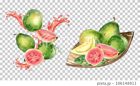 Set of whole guavas and slices, juice pink splash watercolor illustration isolated on white. Tropical fruit, red spot, wooden plate guajava hand drawn. Design for packaging, label, ingredient menu 106148911