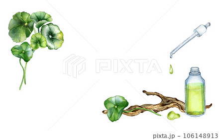 Banner of centella asiatica, essential oils, wooden branch watercolor illustration isolated on white. Pennywort, gotu kola herbal plants, cola, driftwood hand drawn. Design element for package, label 106148913