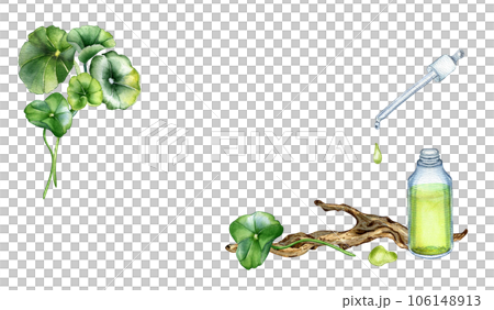 Banner of centella asiatica, essential oils, wooden branch watercolor illustration isolated on white. Pennywort, gotu kola herbal plants, cola, driftwood hand drawn. Design element for package, label 106148913