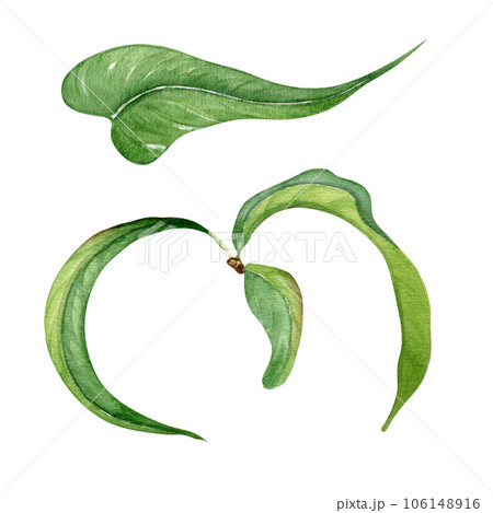 Branch of peach tree with green leaves isolated on white background. Watercolor painting fruit tree branch hand drawn. Design element for card, package, invitation, label peach 106148916