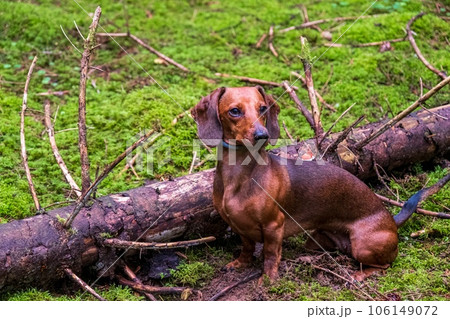 Beautiful little portrait of a dog in the forest. Brown dachshund dog sitting in green moss Beautiful little portrait of a dog in the forest. Brown dachshund dog sitting in green moss 106149072