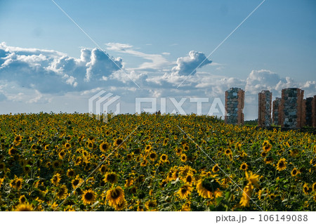 A close-up of a sunflower growing in a sunflower field on a nice sunny A field of blooming sunflowers on a sunny day. A collapsed building can be seen in the backgroundsummer day 106149088