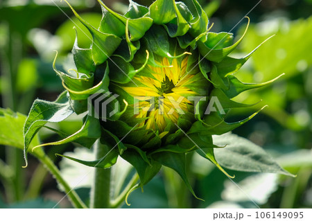 A close-up of a sunflower growing in a sunflower field on a nice sunny summer day. A flower in bud A close-up of a sunflower growing in a sunflower field on a nice sunny summer day. A flower in bud 106149095