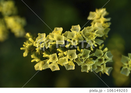 Yellow Limonium vulgare flowers in the summer garden. Flowers close-up. 106149203
