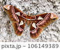 Closeup on yellow and brown moth on fence wall	 106149389