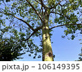 Trunk of paineira (Ceiba Speciosa) Natural tree from South America widely used as an ornamental tree in parks and gardens 106149395