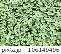Plectranthus ornatus, garden plant, native to Africa and has medicinal properties 106149496