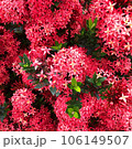 Piece of indigoIxora, ornamental plant with beautiful clusters blue sky during the day with white clouds in summer day 106149507