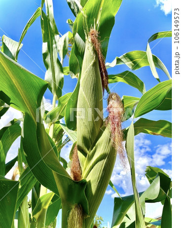 Corn on the cob in firmament, a cornfield. Main focus on corn on the cob. Farming, production, corn and agriculture concept 106149573