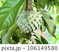 Focus on the Annona crassiflora, popularly called Araticum, a typical Brazilian fruit, tasty, with fleshy white pulp and antioxidant properties. 106149580