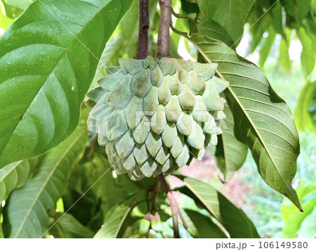 Focus on the Annona crassiflora, popularly called Araticum, a typical Brazilian fruit, tasty, with fleshy white pulp and antioxidant properties. Focus on the Annona crassiflora, popularly called Araticum, a typical Brazilian fruit, tasty, with fleshy white pulp and antioxidant properties. 106149580