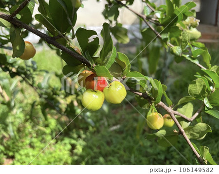 Piece of acerola (barbados cherry) tree with branches and fruits 106149582