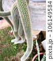 Closeup on the monkey tail cactus, Hildewintera colademononis, from Bolivia, with pendulous branches up to 1.2 m 106149584