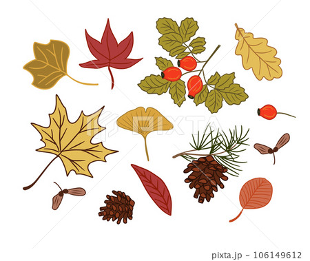 Collection of hand drawn autumn leaves and seeds. Vector flat isolated outline colored elements on white background. Ideal for stickers, tatoo, pattern, background, wrapping paper Collection of hand drawn autumn leaves and seeds. Vector flat isolated outline colored elements on white background. Ideal for stickers, tatoo, pattern, background, wrapping paper 106149612