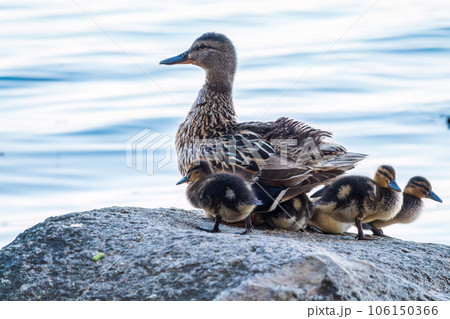 Adult duck with many ducklings sits on green shore of pond 106150366